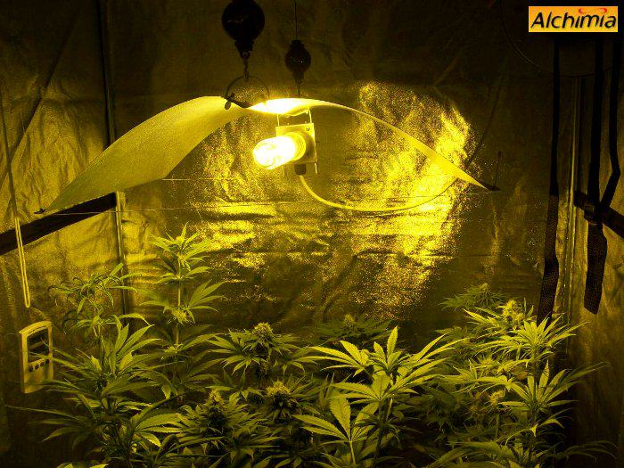 Culture indoor de cannabis