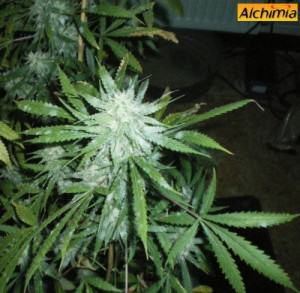 Plante de cannabis infectée par l'oidium