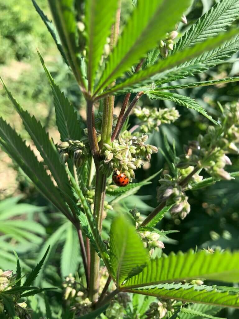 Les inflorescences mâles du cannabis sont constituées de grappes de petites fleurs en forme de ballon de rugby (Photo : Daniel Barrientos)