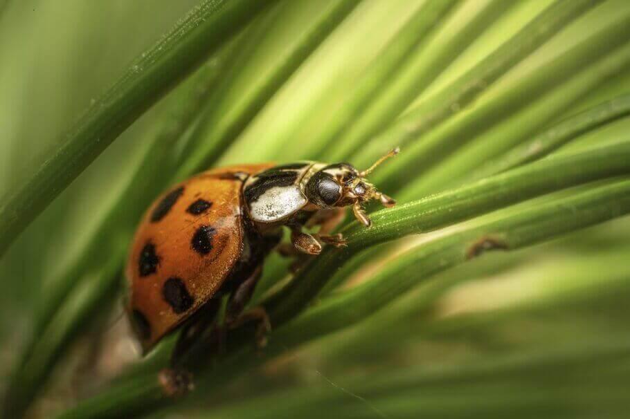 Les coccinelles (Coccinellidae) sont des ennemis voraces de l'araignée rouge