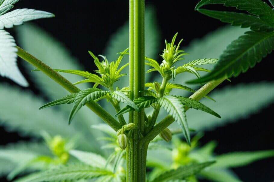 Détection précoce d'une plante de cannabis mâle