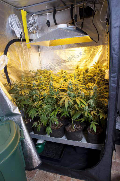 Plantes de cannabis en pleine floraison