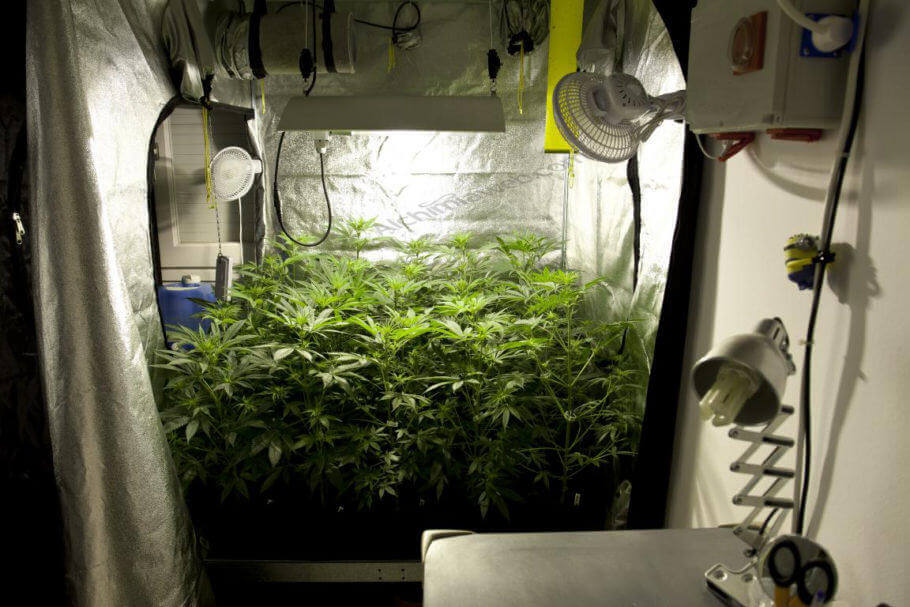Plantes de cannabis poussant dans une tente de culture