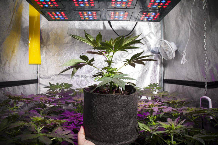Le cannabis pousse très bien avec les panneaux LED