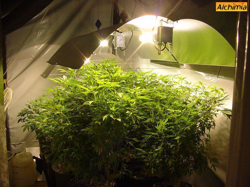 Cultiver une plante mère de cannabis