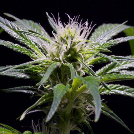 Damn Sour de Green House Seeds