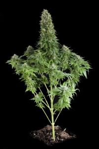Plante de marijuana White Siberian