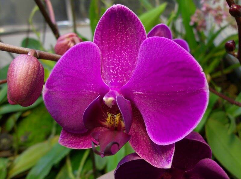 orchidees-alchimia