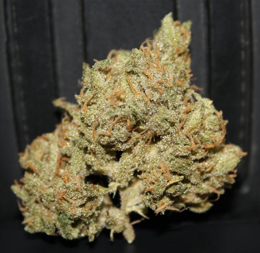 Vanilla Kush. Vainqueur de la BarbaCup 2010