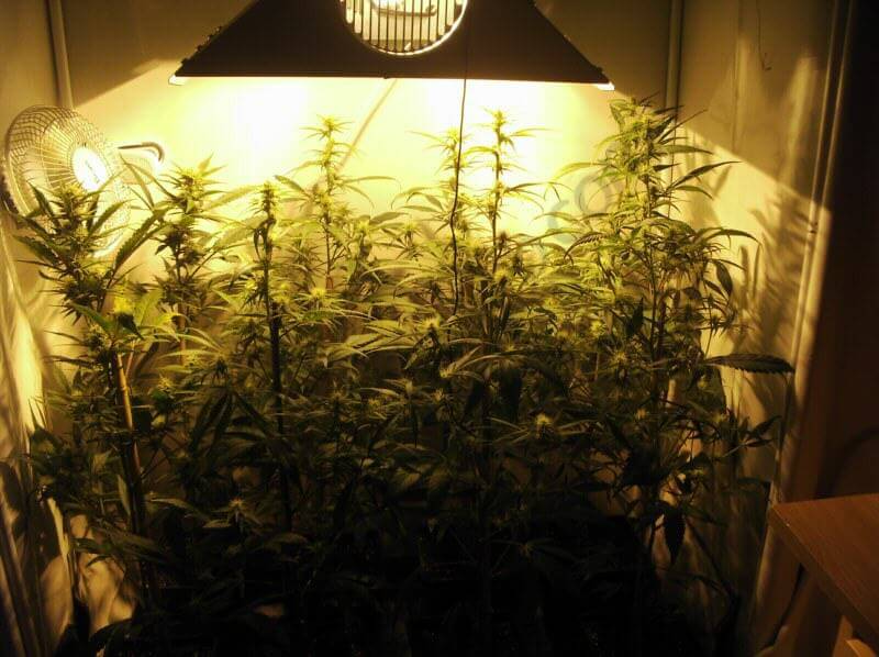 Comment cultiver du cannabis en espaces réduits
