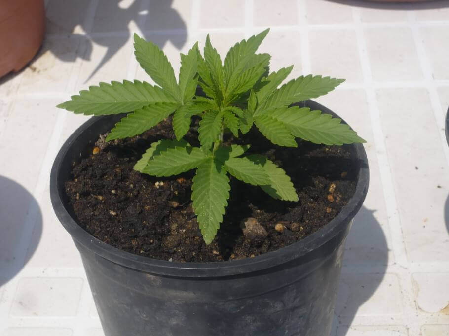 Plante nouvellement transplantée dans le premier pot