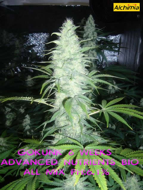 Gokunk en floraison
