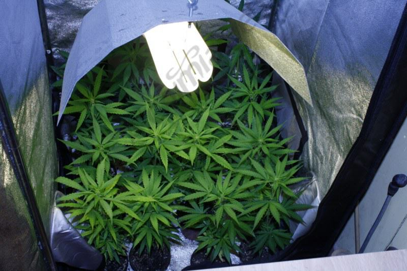 Cannabis cultivé sous 200 w basse consommation