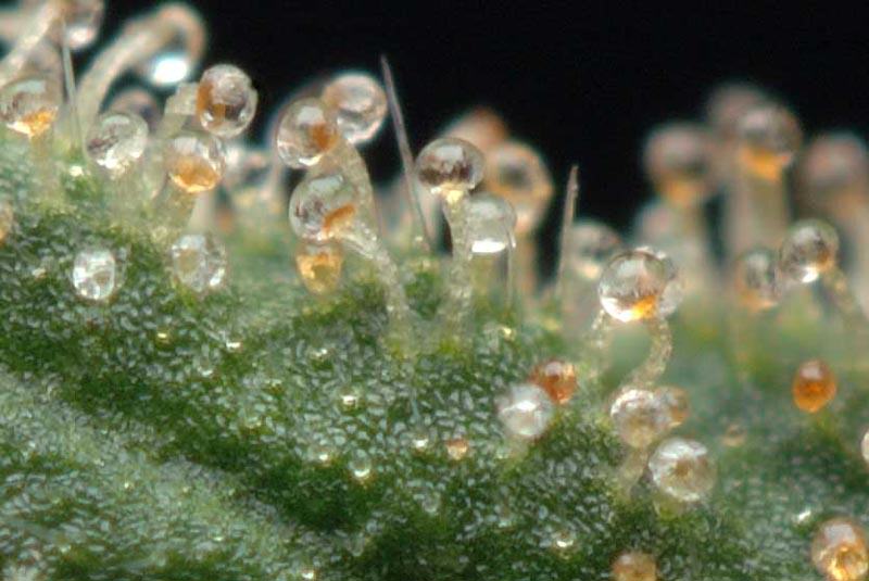 Savoir quand récolter grâce aux trichomes du cannabis