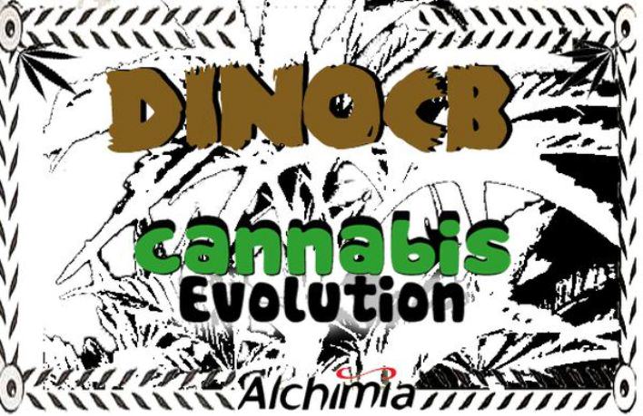 Evolution du Cannabis - 3ème épisode