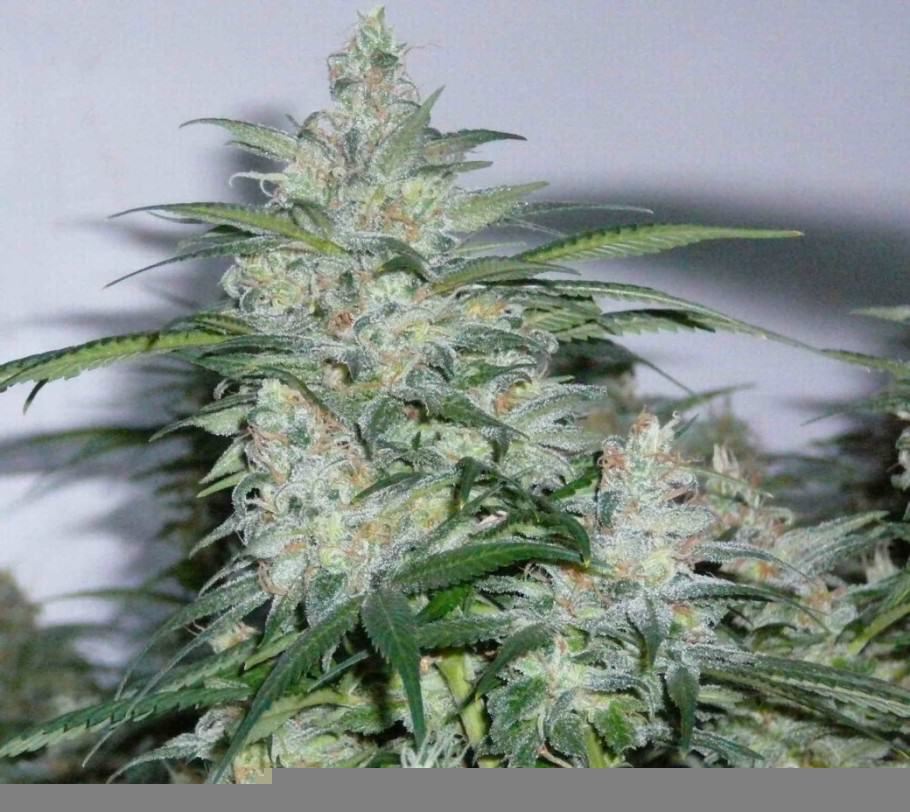 Exemple de Northern Lights créée par le breeder Neville pour Sensi Seeds