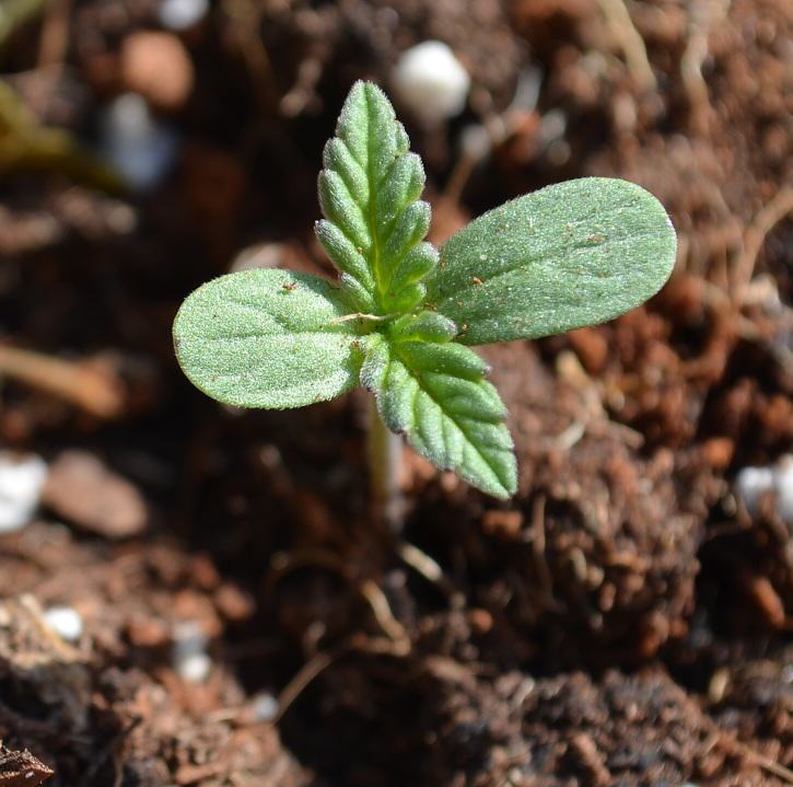 Comment choisir et faire germer les graines de cannabis selon