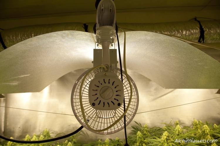 Ventilateur à pince 15cm pour culture indoor