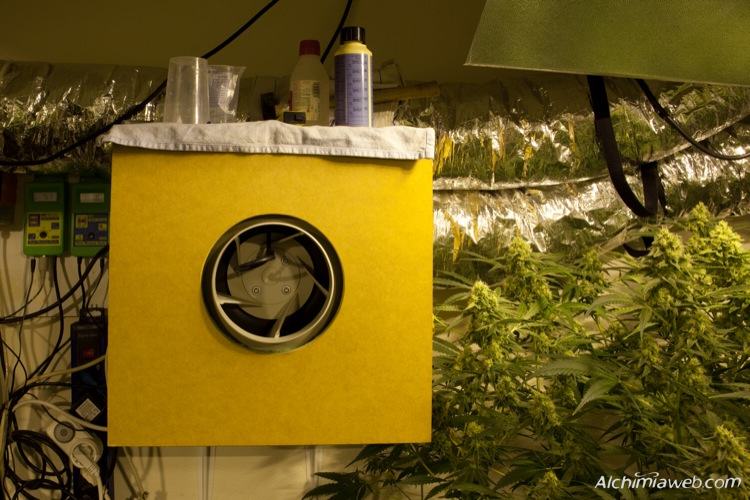 La ventilation de la culture de cannabis- Alchimia Grow Shop