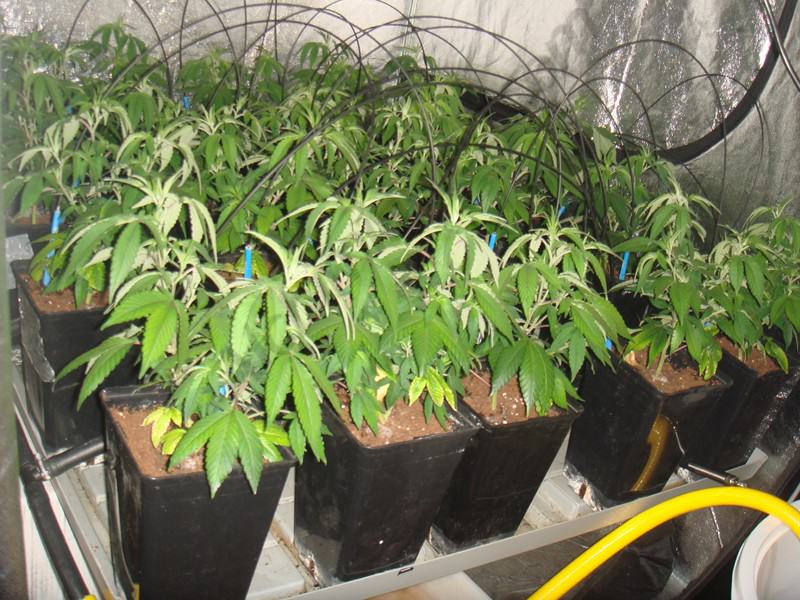 Lampe horticole, lampe de croissance de plantes à led à spectre complet  avec infrarouge UV, idéale pour les plantes d'intérieur, les fleurs et les  légumes, les semis, la floraison et la résine