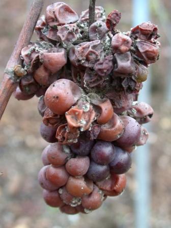 Du raisin moisi pour un vin noble