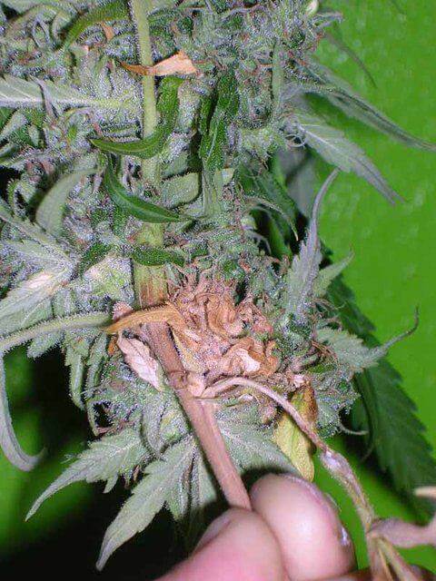 Botrytis sur une plante de cannabis