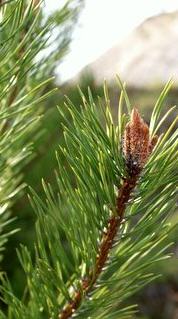L'odeur des pins et sympas provient du pinène