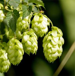 Le houblon contient également beaucoup de myrcène