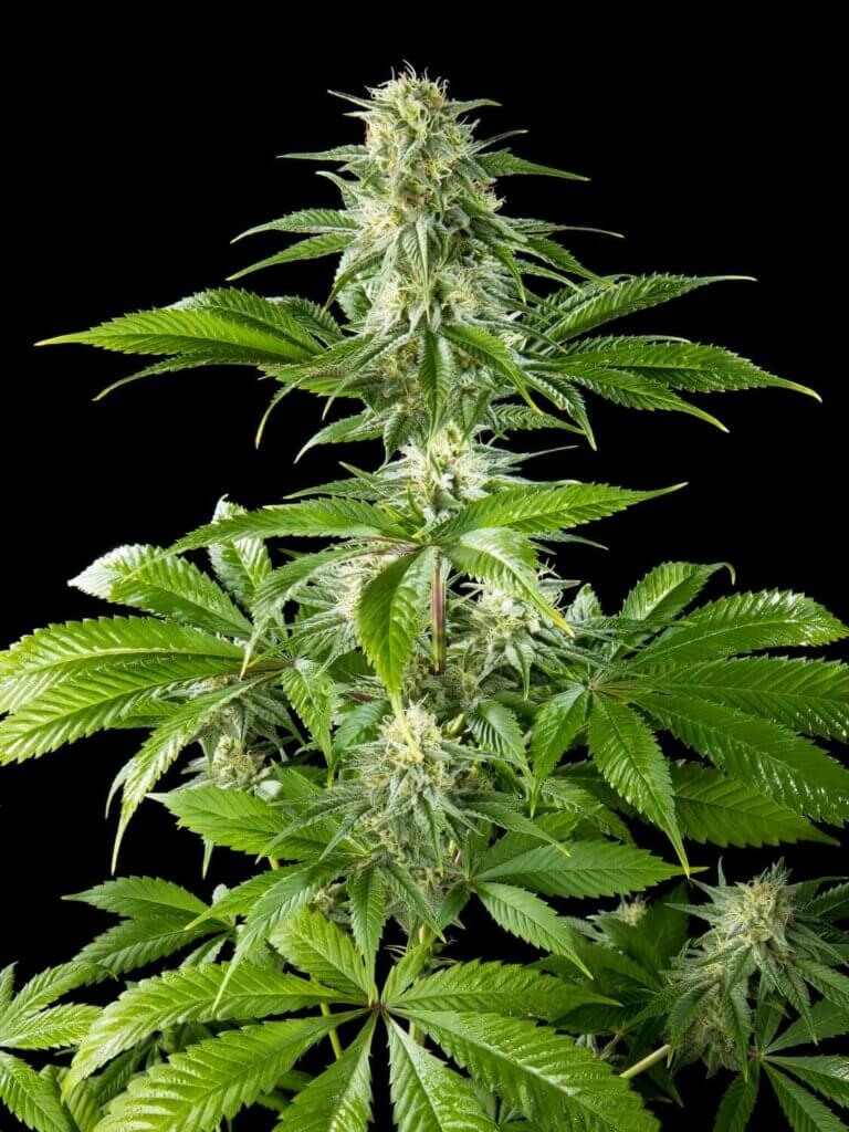 Pure CBD Punch de Philosopher Seeds a une teneur élevée en CBD et pratiquement pas de THC, et un rendement surprenant