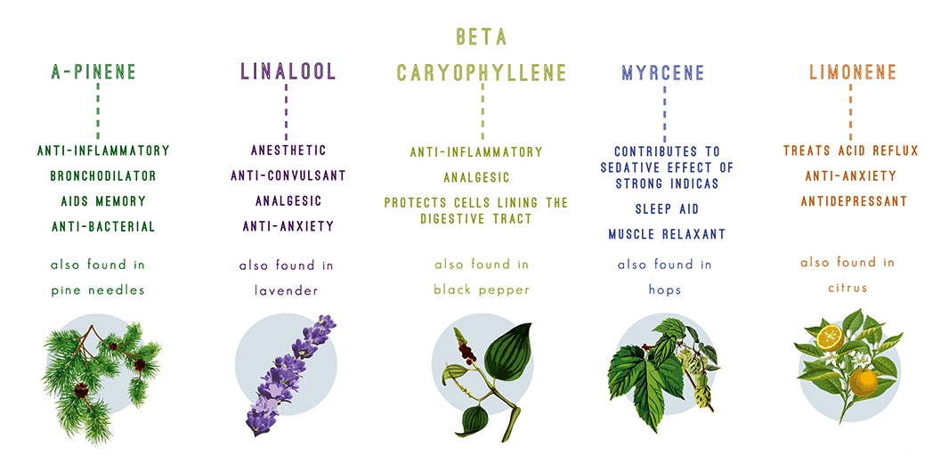 Les terpènes sont les molécules aromatiques de la marijuana et des autres plantes