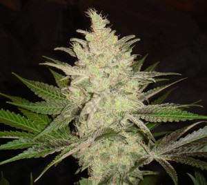 Tête de cannabis cultivée en billes d'argile