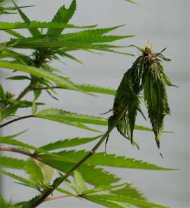 Branche de cannabis attaquée par le Phytium
