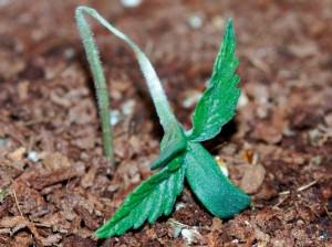 Champignons sur une plante de cannabis