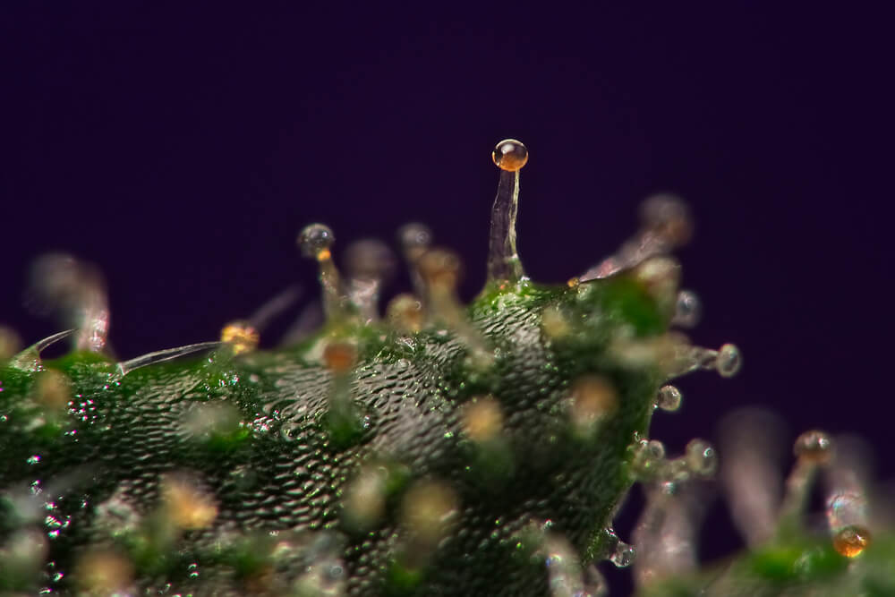 Les trichomes ambrés indiquent que certains des composés qu?ils contiennent vont commencer à se dégrader très bientôt.