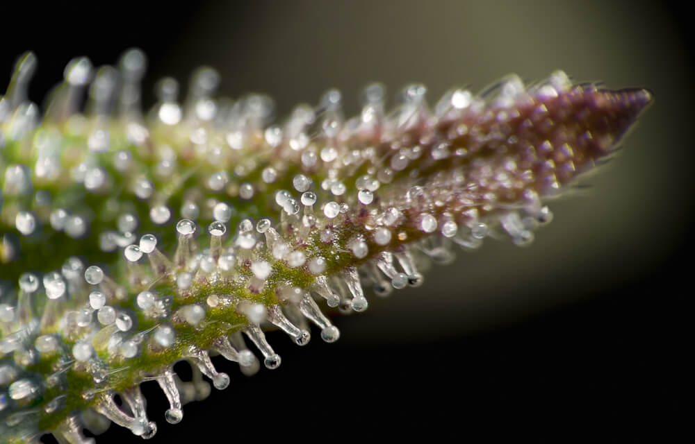 Certains de ces trichomes sont de couleur laiteuse, tandis que d’autres sont encore clairs. Mieux vaut attendre quelques jours pour récolter.