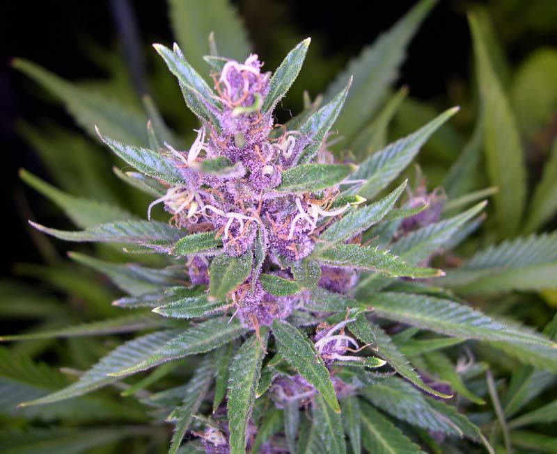 Le cannabis de couleur violette (Purple)