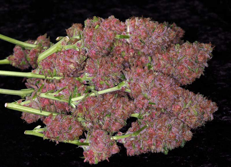 Le cannabis de couleur violette (Purple)