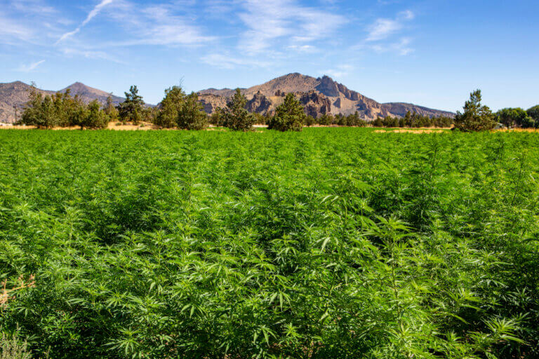 Cultiver du cannabis en climat hostile