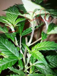 Comment tailler ou pincer les plantes de cannabis