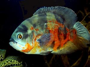 Astronotus Ocellatus (poisson oscar)