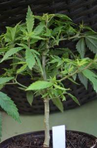Jeune bonsaï de cannabis