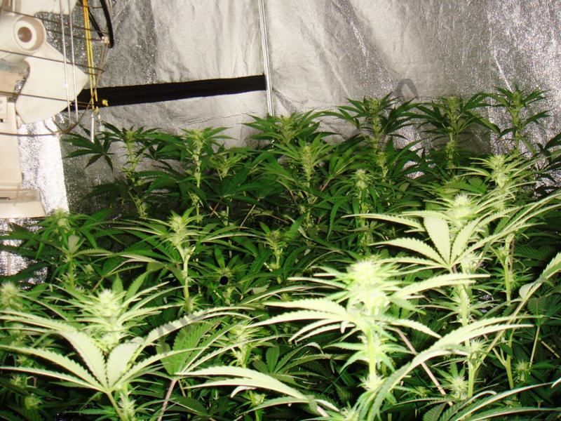 27 jours de floraison