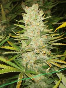 Cannabis cultivé avec engrais Metrop