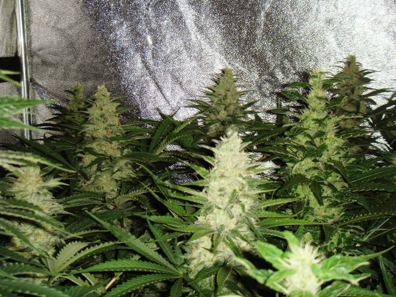 41 jours de floraison