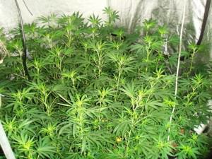 Il est temps de passer en floraison pour limiter la hauteur finale des plantes de cannabis