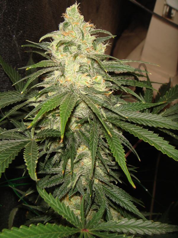 49 jours de floraison