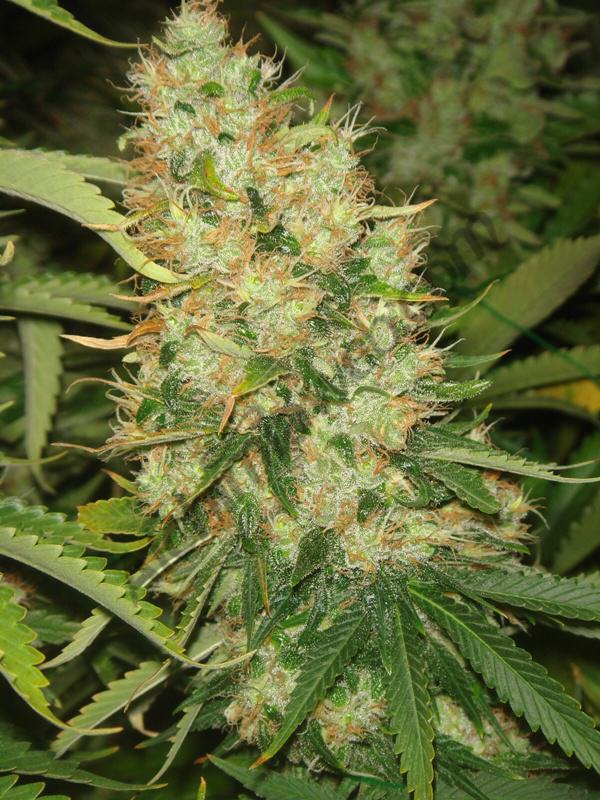 55 jours de floraison