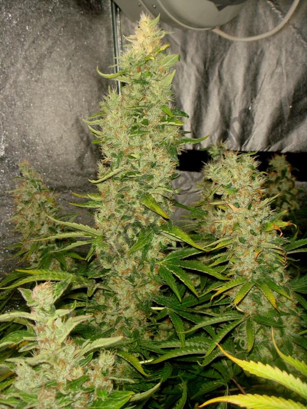 55 jours de floraison