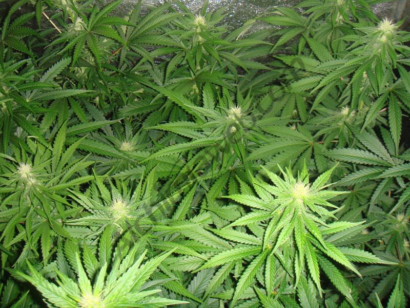 23 jours de floraison