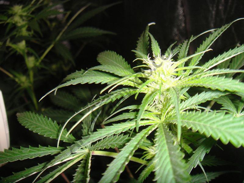 27 jours de floraison